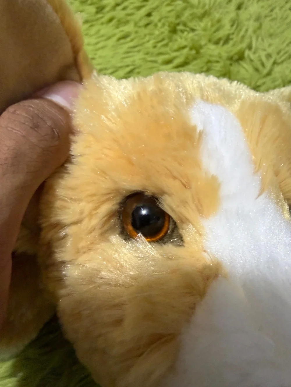 Douglas Rudy Corgi 
